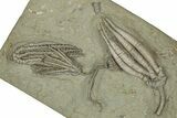 Fossil Crinoid Plate (Four Species) - Crawfordsville, Indiana #359223-1